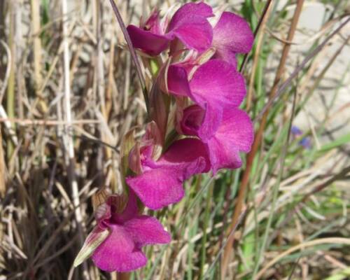 Spazio Aperto Salento