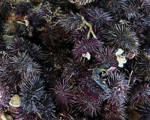 Spazio Aperto Salento