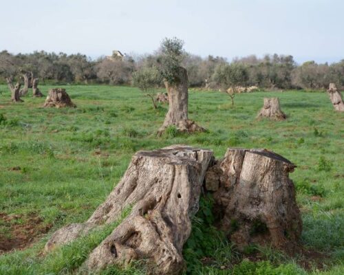 Spazio Aperto Salento