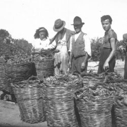 rid. La vendemmia salentina in una foto di Palumbo