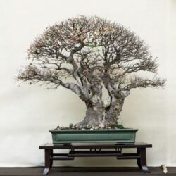 rid. bonsai